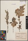 Foto von Salix cinerea L.